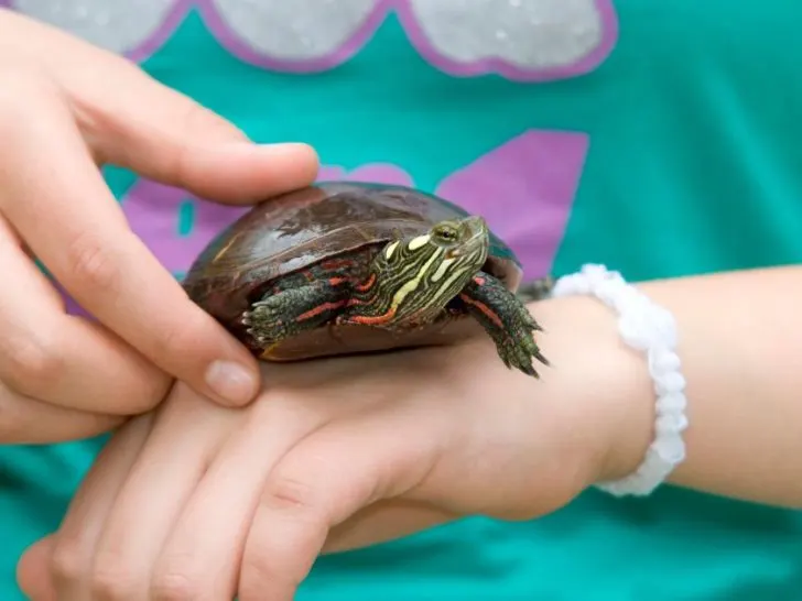 Turtle Adoption and Turtle Rescues