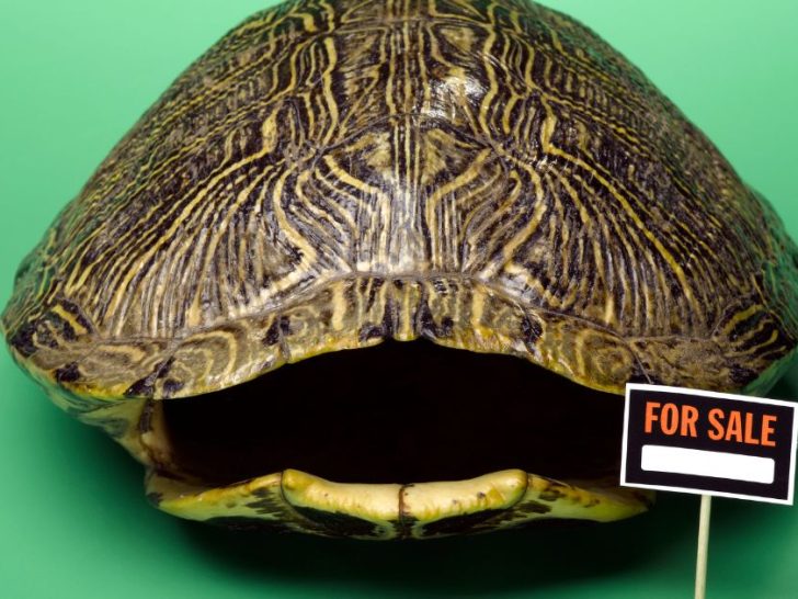 Can Turtles Swim? Turtle vs Tortoise Swimming Abilities - All Turtles