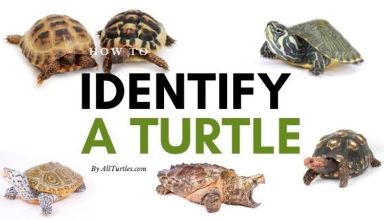 Turtle Identification Our 2020 In Depth Guide All Turtles,Foca Detergent Liquid