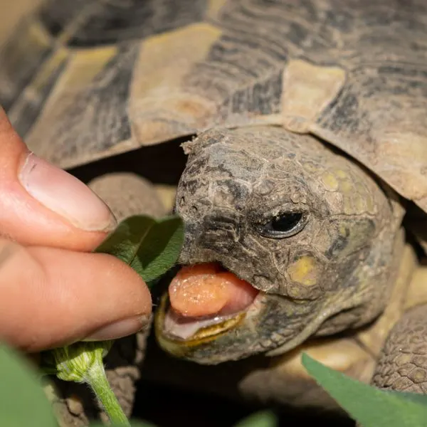 Turtle being hand-fed greens