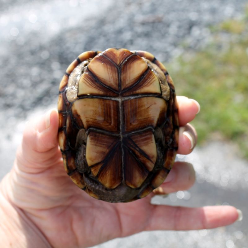 Turtle Shell Restraint Turtle Stress Signs: Causes, Symptoms & Help - All Turtles