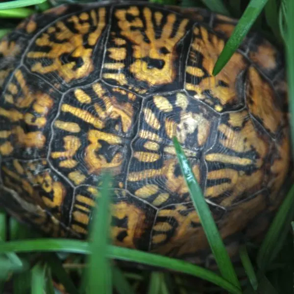 Turtle shell in grass taken by Paul