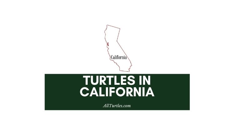 Turtles in California