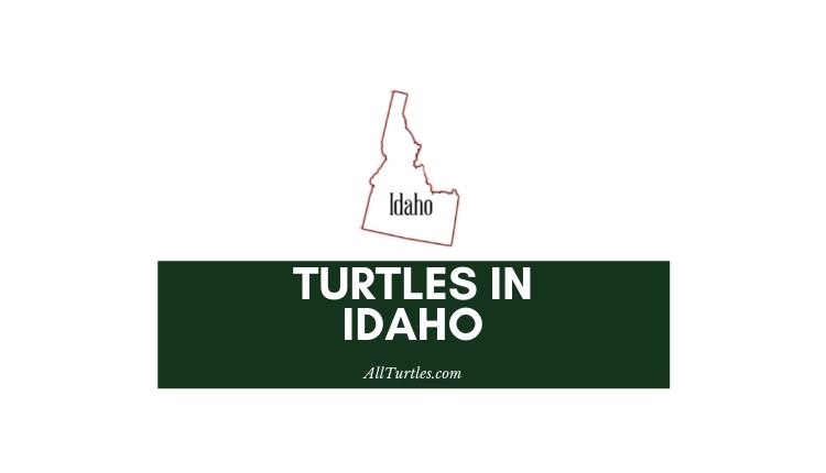 Turtles in Idaho