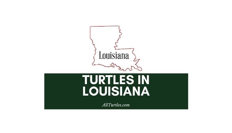 Turtles in Louisiana