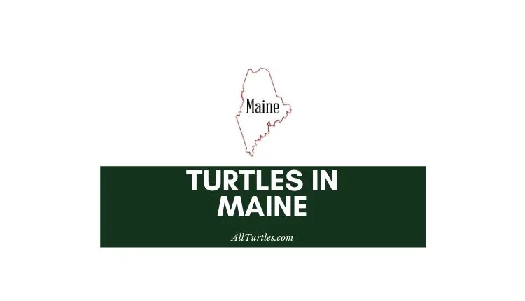 Turtles in Maine