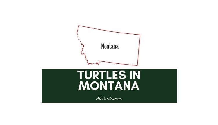 Turtles in Montana