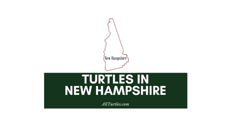 Turtles in New Hampshire