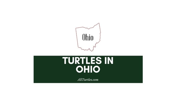 Turtles in Ohio
