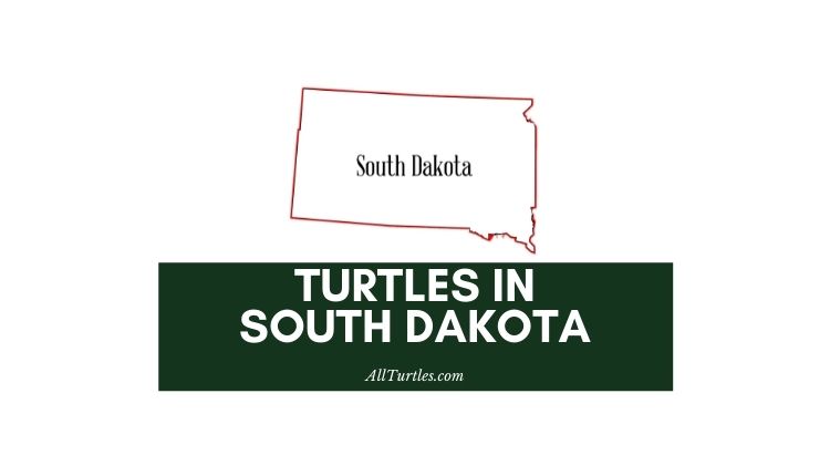 Turtles in South Dakota