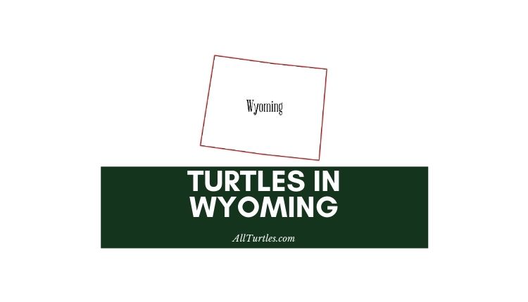 Turtles in Wyoming