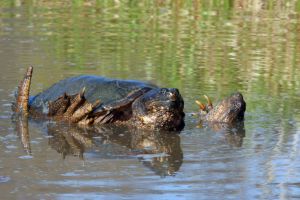 Two common snapping turtles in the water climbing on each other