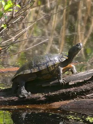 Western Chicken Turtle (Deirochelys reticularia miaria) on log basking