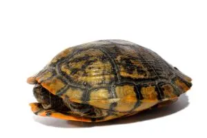 Western Chicken Turtle in shell