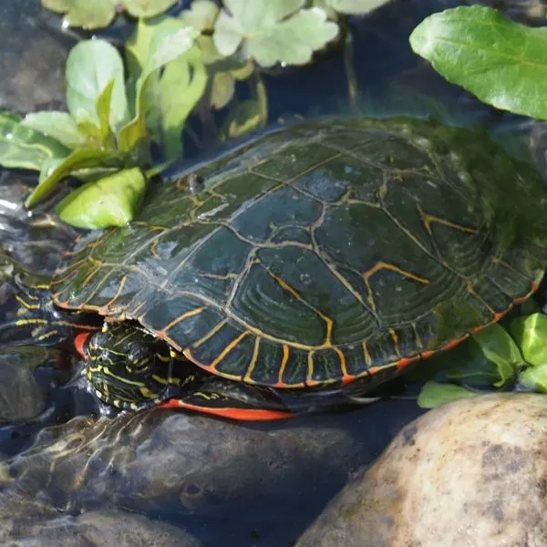 Western Painted Turtle (Chrysemys picta) in vegetated water on rocks near Saint Joe National Forest, Moscow, Idaho, USA