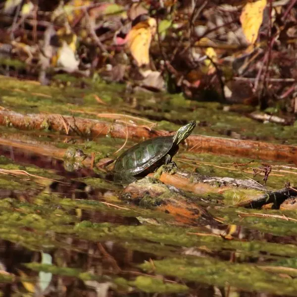 Western Painted turtle (Chrysemys picta belli) in pond surrounded by algea and brush by Isis Khalil