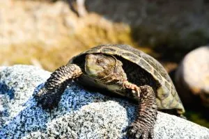 Western Pond Turtle (actinemys marmorata) sitting on rock