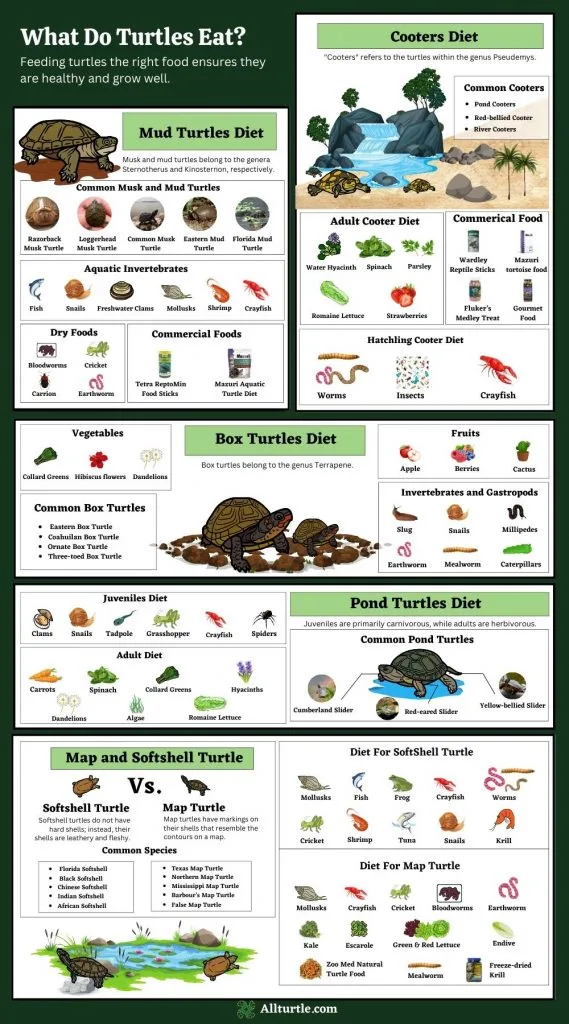 What Do Turtles Eat infographic