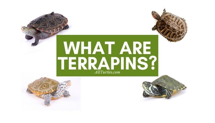 What are terrapins