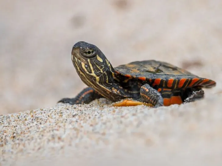 What do baby turtles eat