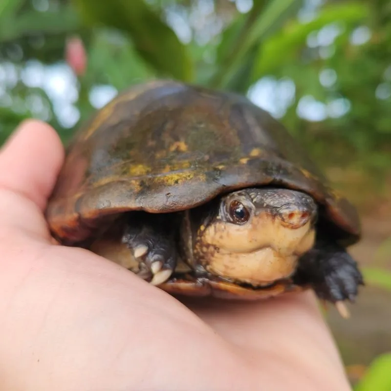 White Lipped mud Turtle being held in hand close up