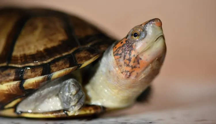 White lipped mud turtle (Kinosternon Leucostomum)