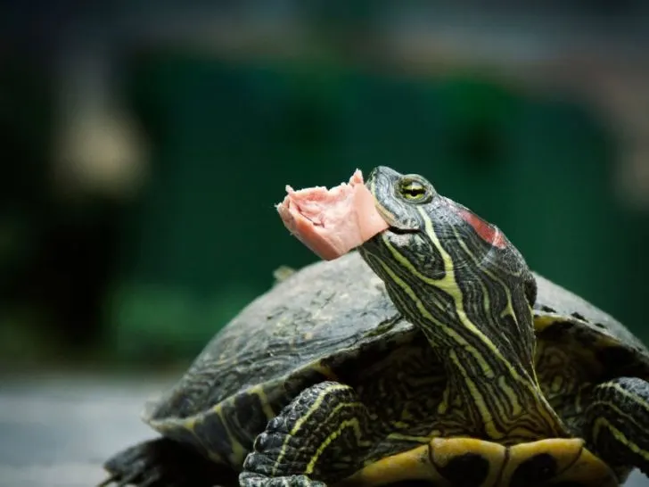 Why is my turtle not eating