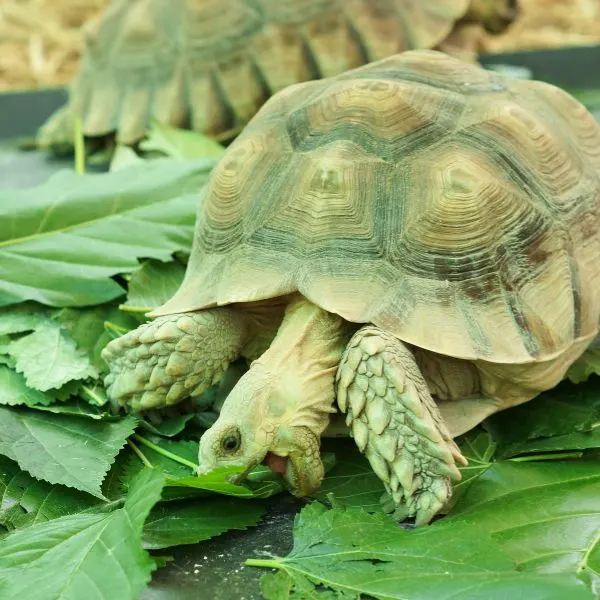 A Wild Sulcata tortoise enjoying some tasty leaves