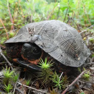 Wood Turtle (Glyptemys insculpta) in woods in Cheshire County, New Hampshire