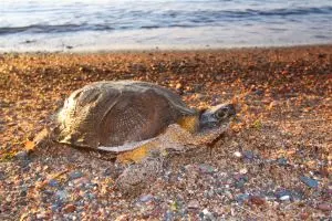 Wood Turtle (glyptemys insculpta) on a beach