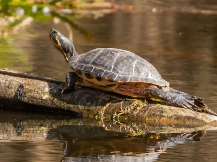 Yellow Bellied Turtle Care Guide