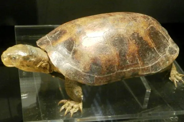 Yellow Pond Turtle (Mauremys mutica kami( Stuffed_specimen in National Museum of Nature and Science, Tokyo, Japan