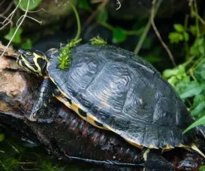 Yellow belly slider resting on log angled in water