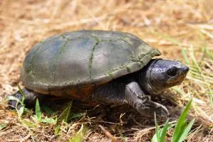 Yellow mud turtle in Illinois (Kinosternon Flavescens Flavescens)