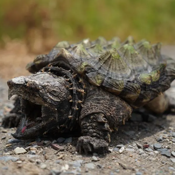 An Alligator snapping turtle takes an aggressive stance