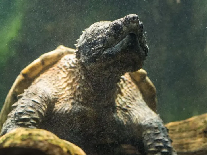 Where Does The Alligator Snapping Turtle Live