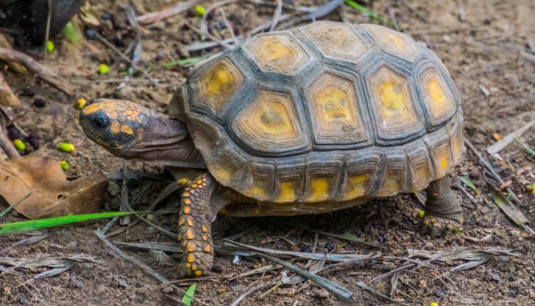 amazon yellow foot tortoise