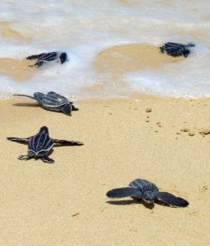 baby Leatherback sea turtles_crawling_to_the_sea