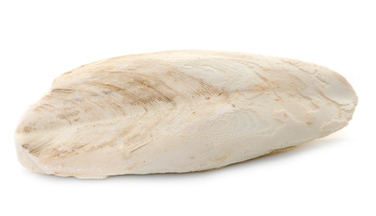 Small Cuttlebone 5 Best Types of Cuttlebone for Tortoises - All Turtles