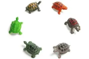 best-pet-tortoises