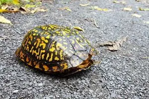 box turtle with cracked shell