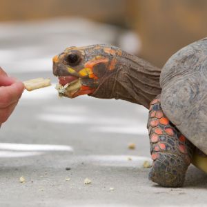 cherry head red-foot tortoise eating out of hand