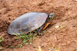 chrysemys picta belli (western painted turtle)