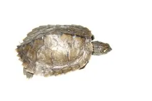 common map turtle on white background