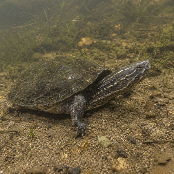 Common musk turtle underwater showing two pale stripes along the head and neck.