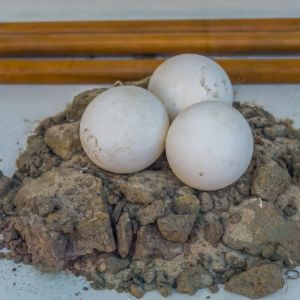 eggs of a African Spurred tortoise (Sulcata tortoise)