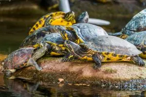 group of yellow bellied sliders basking on rock and stacking