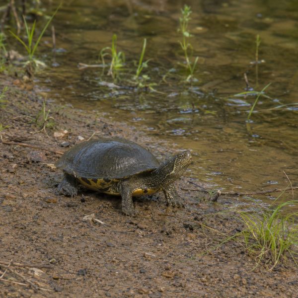 Mississippi mud turtle beside a shallow Oklahoma pond showing its smooth dark shell and yellow plastron.