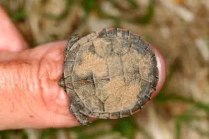 painted-turtle-hatchling