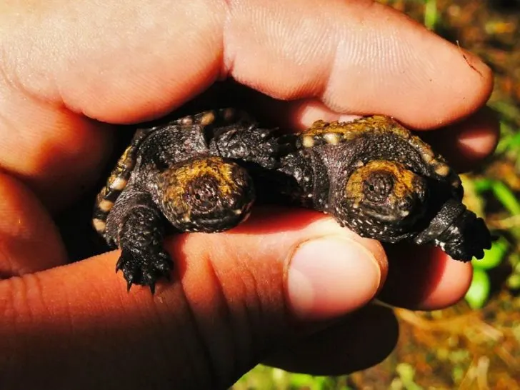 Male Vs. Female Snapping Turtles